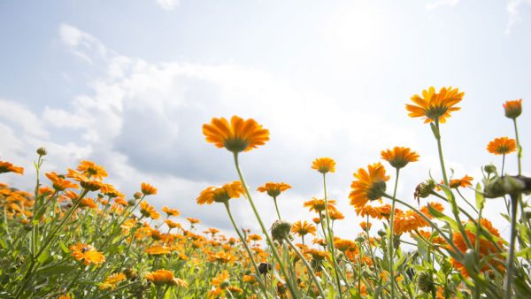 空と花