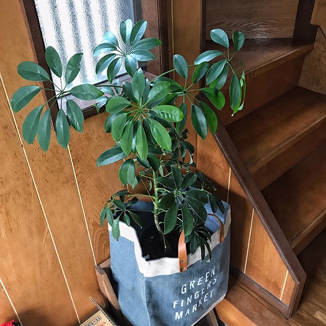 日陰でも育つ観葉植物5選 日常にちょっとした緑を取り入れてみませんか Folk