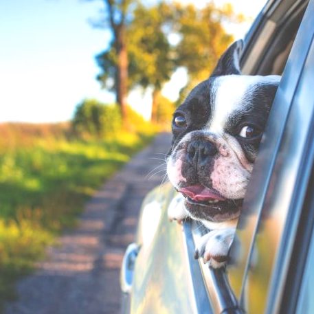 愛犬の誕生日におすすめのプレゼント15選 とっておきの食べ物や雑貨をご紹介 Folk