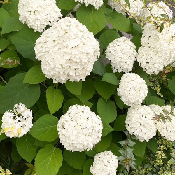 初夏の訪れを告げる紫陽花2