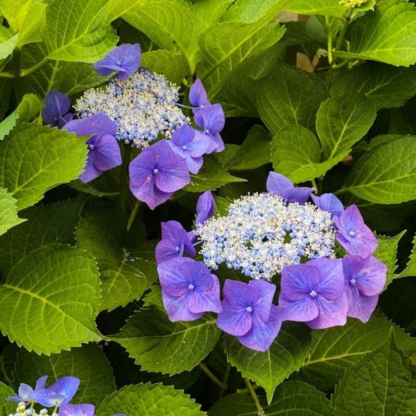 初夏の訪れを告げる紫陽花