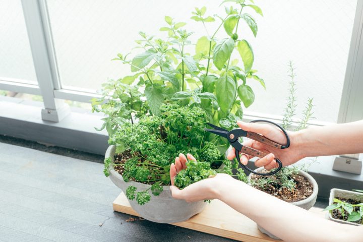 収穫できる植物を育てる