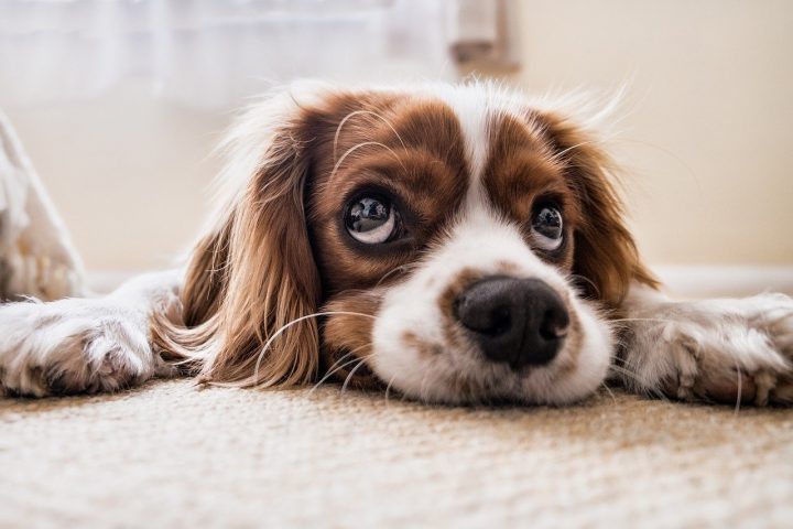 カメラの撮り方《動物》