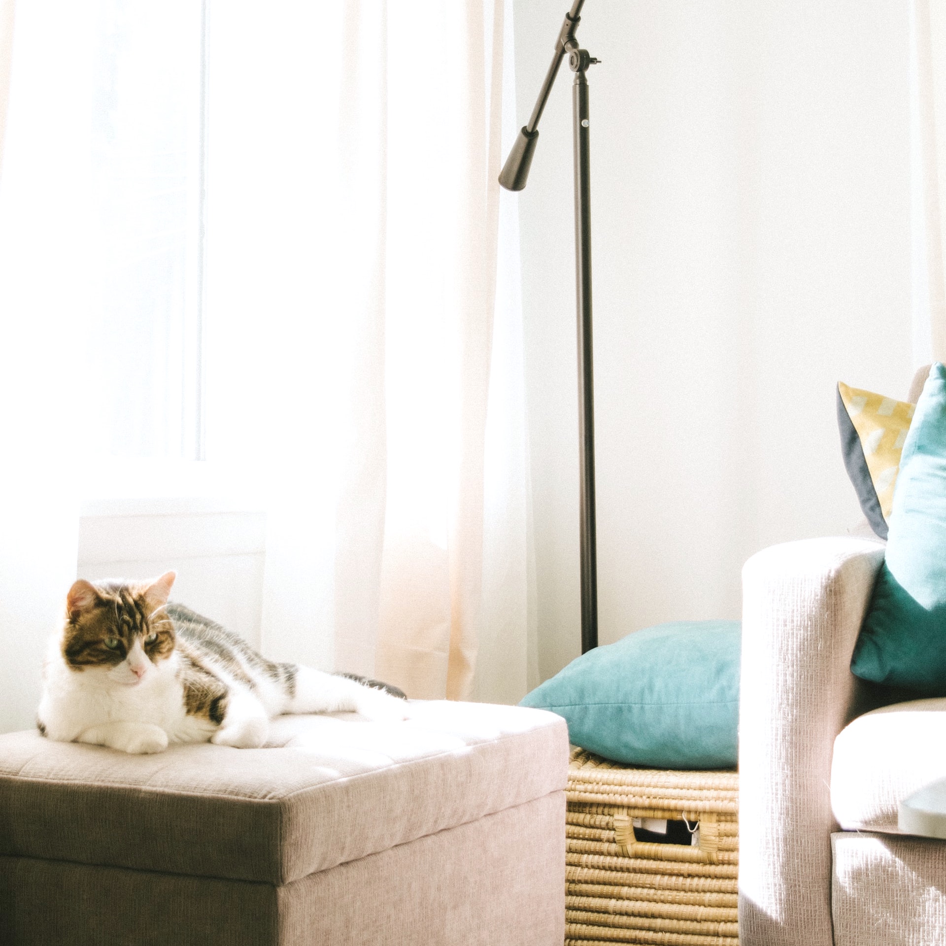 猫用のおしゃれなゲージ特集 愛猫が快適に生活できる空間づくりにおすすめの商品 Folk 猫用のおしゃれなゲージ特集 愛猫が快適に生活できる空間づくりにおすすめの商品 Folk