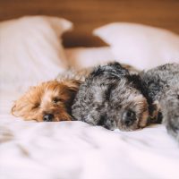 愛犬に特別なクリスマスプレゼントを贈ろう。大切な家族の一員が喜ぶギフト23選