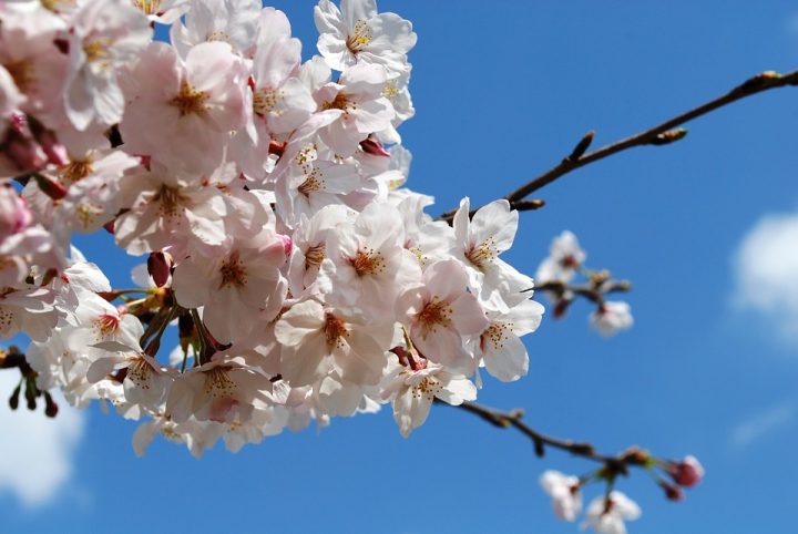 桜