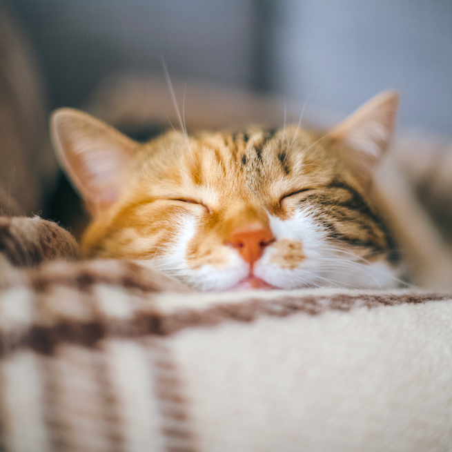 猫好きさんがハマる小説おすすめ15選 ほっこりする作品や感動の物語をご紹介 Folk