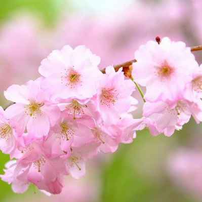 4月の春らしい時候の挨拶文例集 ビジネス カジュアルまで季節を感じる書き出し Folk