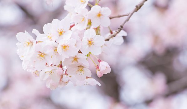 お祝いのセレモニーにぴったりの、明るいカラーがおすすめ