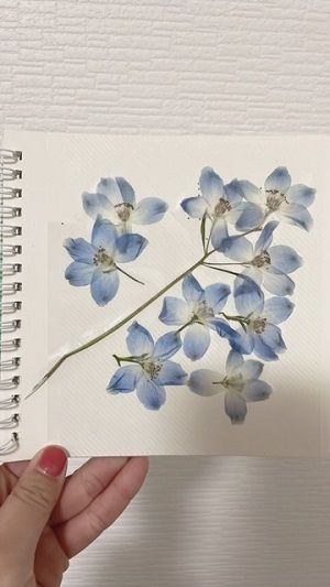 押し花キット5