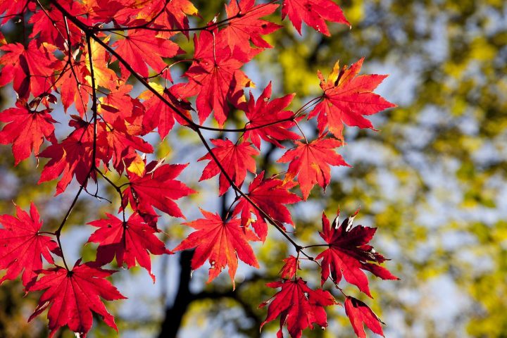 9月の時候の挨拶例文【上旬】