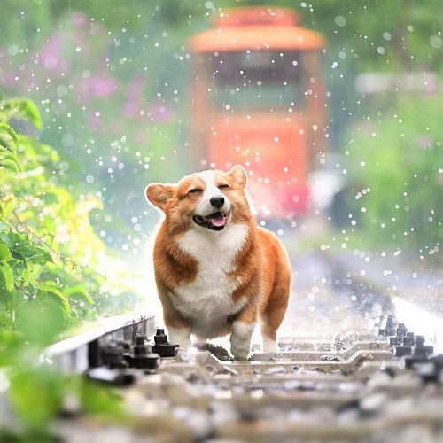 動物が出てくるおすすめ映画まとめ 気になる最新作や洋画 邦画 アニメまで Folk