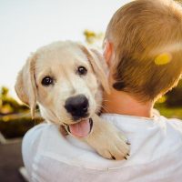 犬が出てくる名作映画が大集合。ぜひみて欲しいおすすめの洋画・邦画13選をご紹介