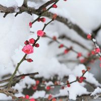 「2月といえば？」日本の風物詩・言葉・行事など連想される季節のものを集めました
