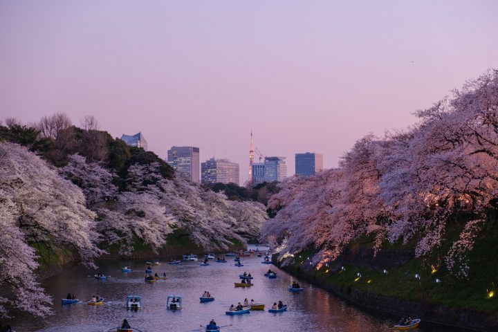 桜にまつわる言葉｜ことわざ・四字熟語