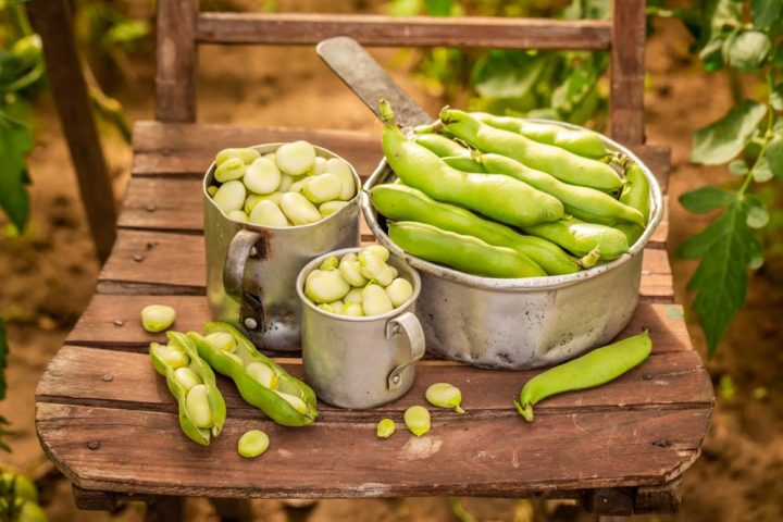 春野菜の種類③果菜類