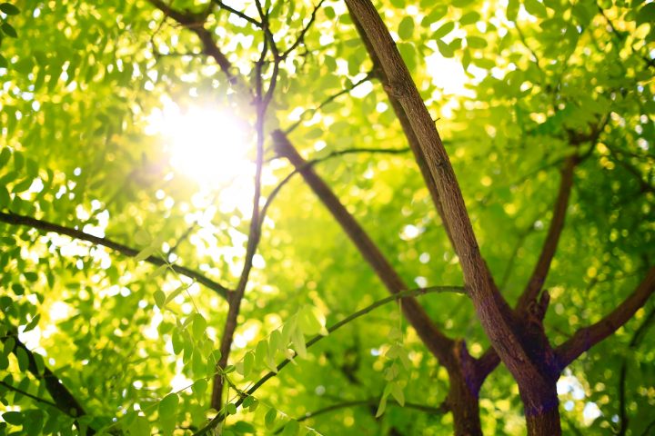 「夏といえば」でイメージする【自然現象】