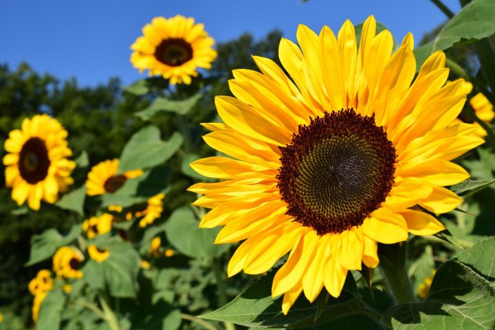 「夏といえば」でイメージする【花】