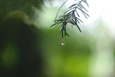 催花雨（さいかう）