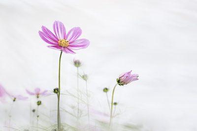 花信風（かしんふう）